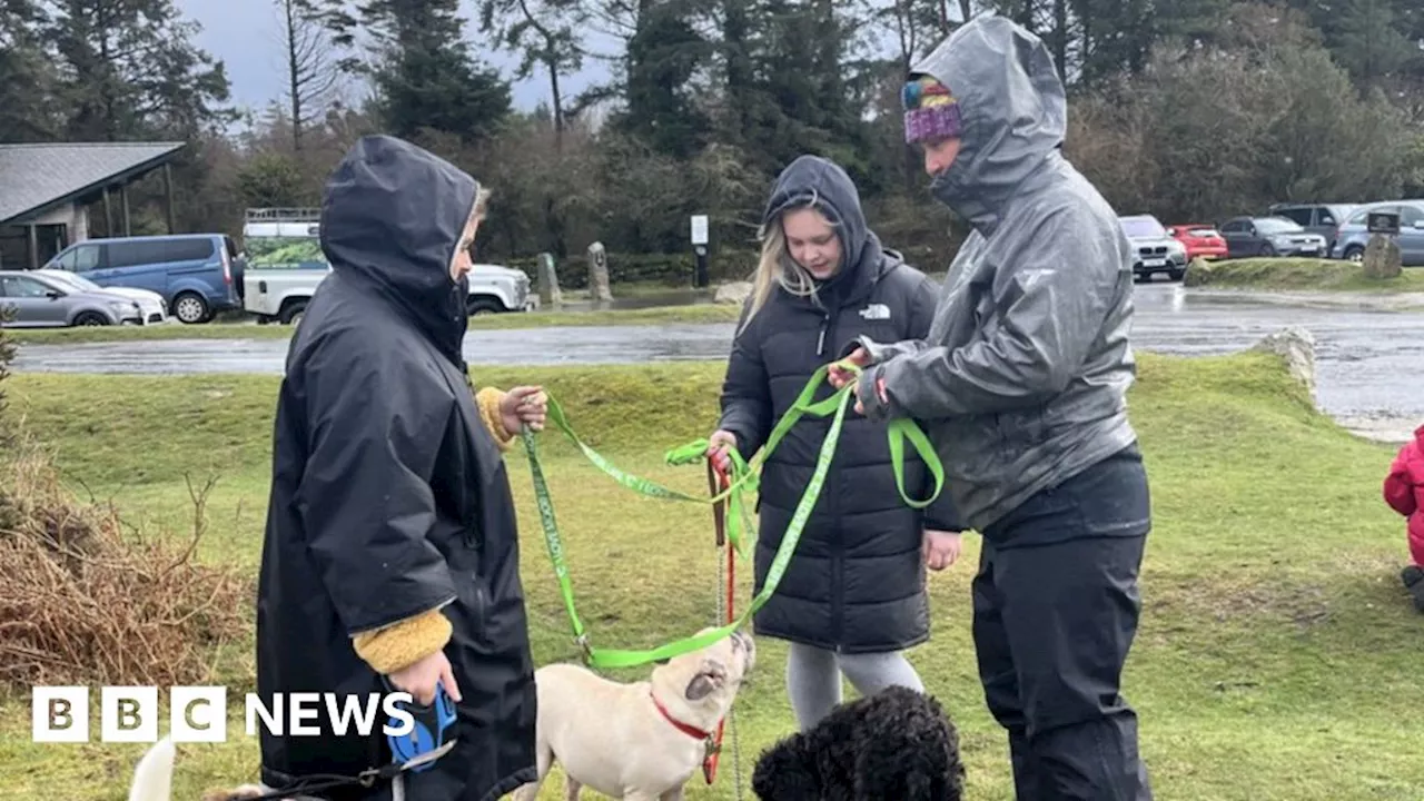 Dartmoor: Dog walkers told short leads now mandatory