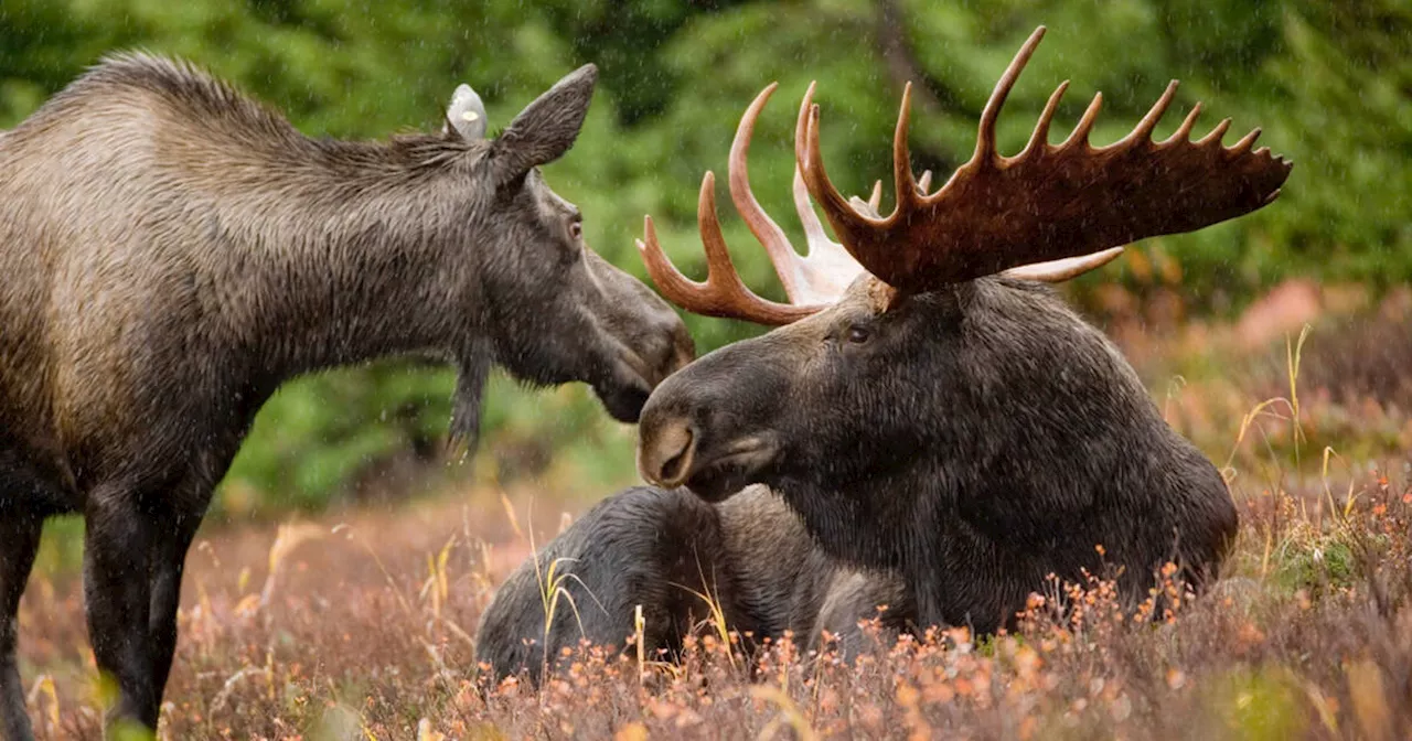 Here's a guide to the best places to spot a moose in Ontario