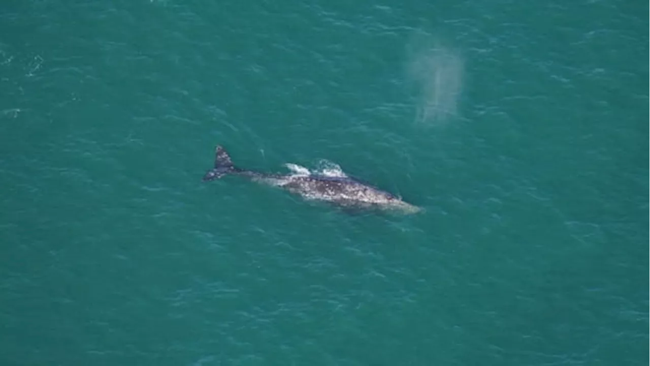 Grey whale spotted in Atlantic Ocean, despite being extinct there for 300 years