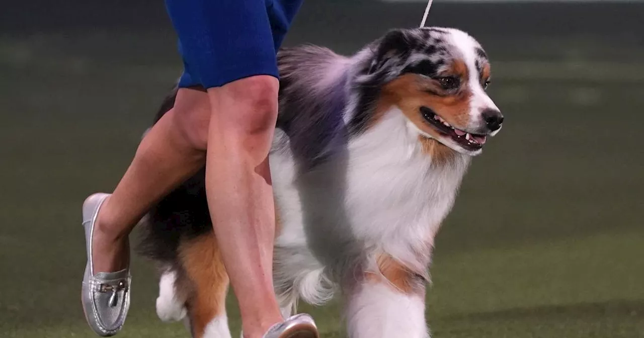 Australian shepherd named Viking crowned best in show at Crufts 2024