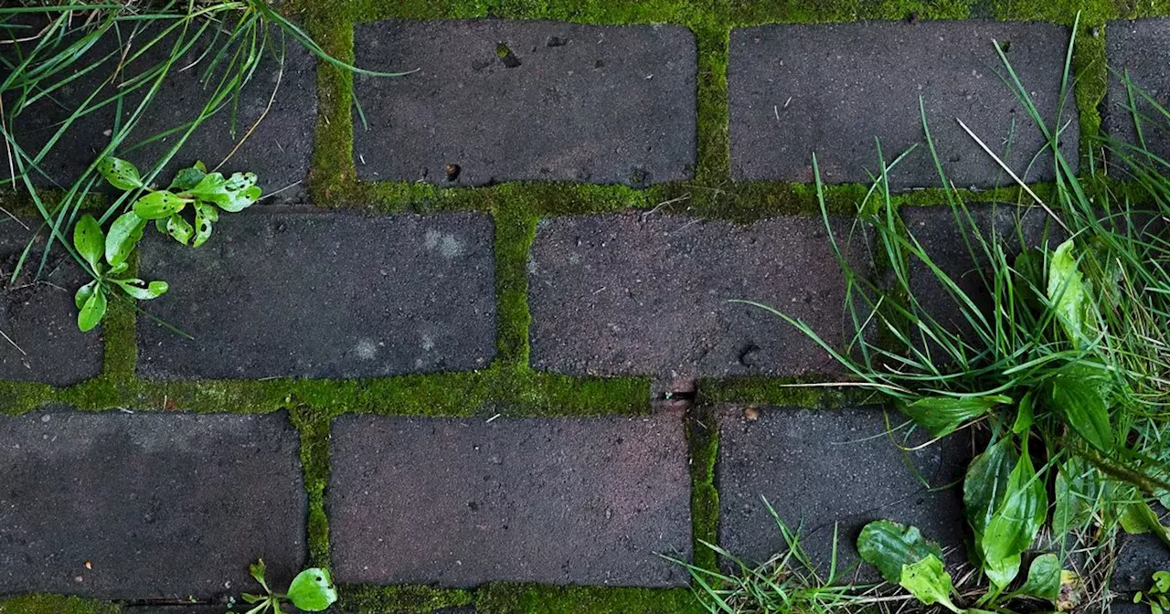 Monty Don's simple trick to get rid of moss in your garden