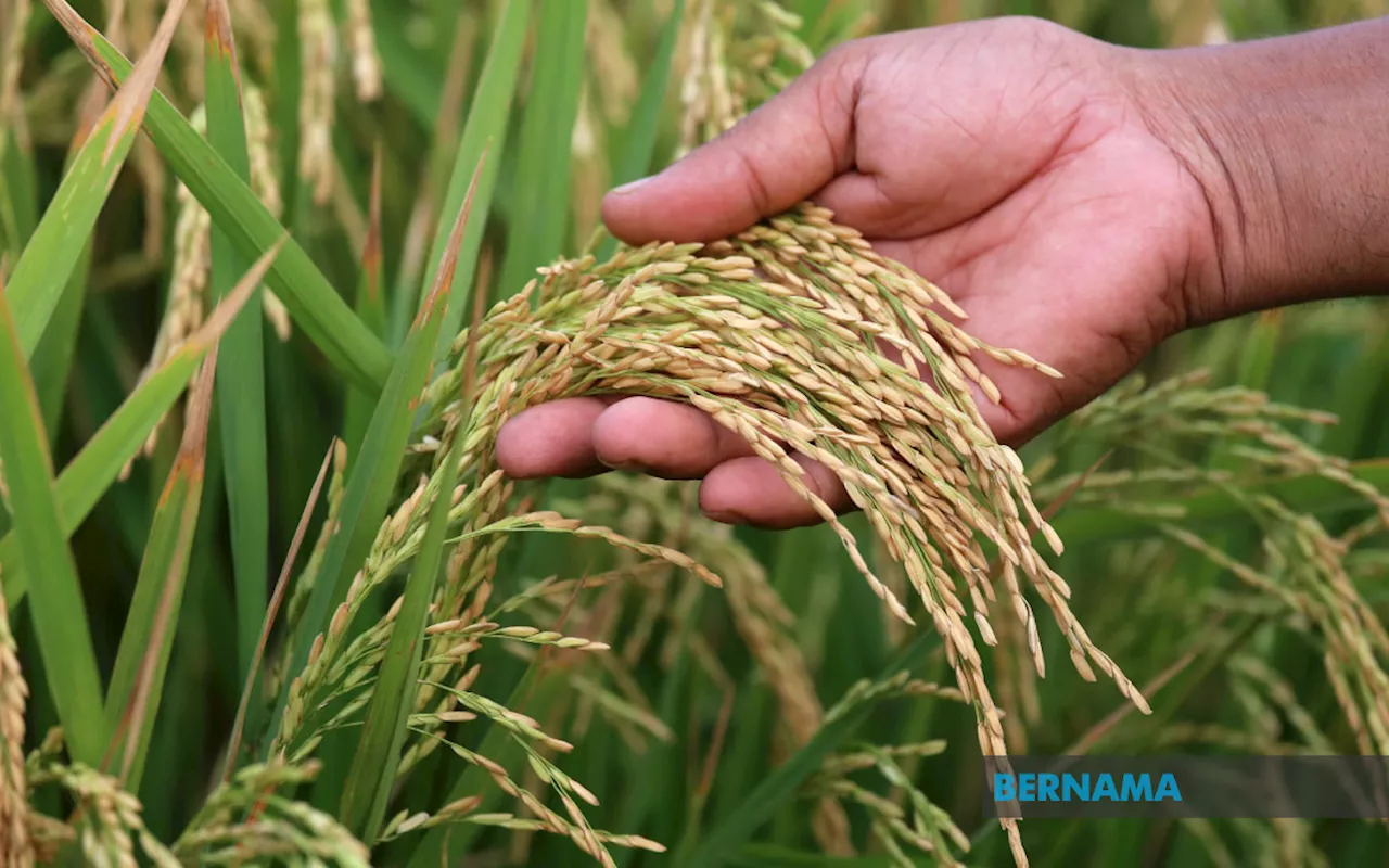 1,500 ha of land for rice production to boost food security: Sarawak Premier