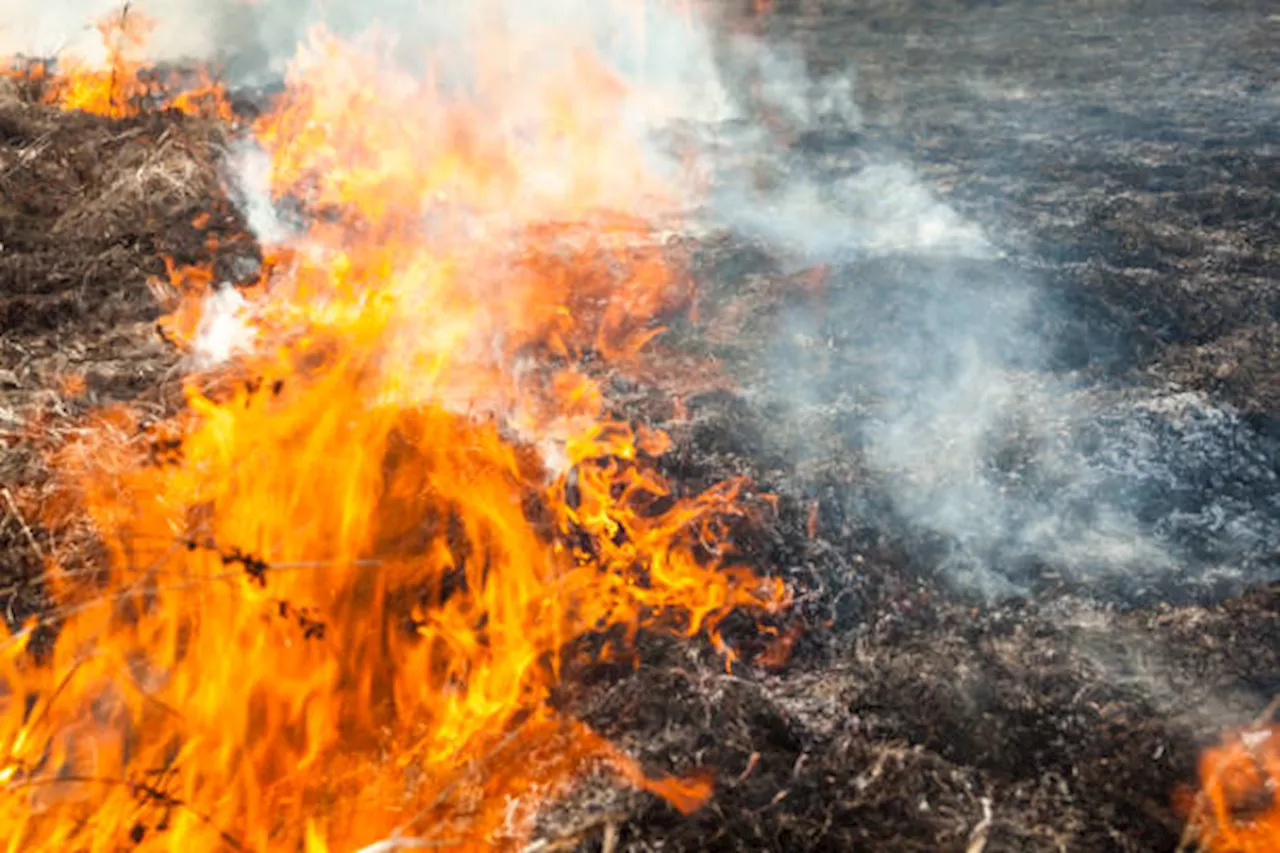 Deliberate fires by farm owners, smallholders one of the causes of Sabah open burning cases