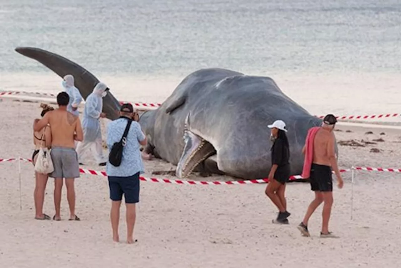 Antwerpse kunstenaars laten potvis ‘aanspoelen’ in Australië