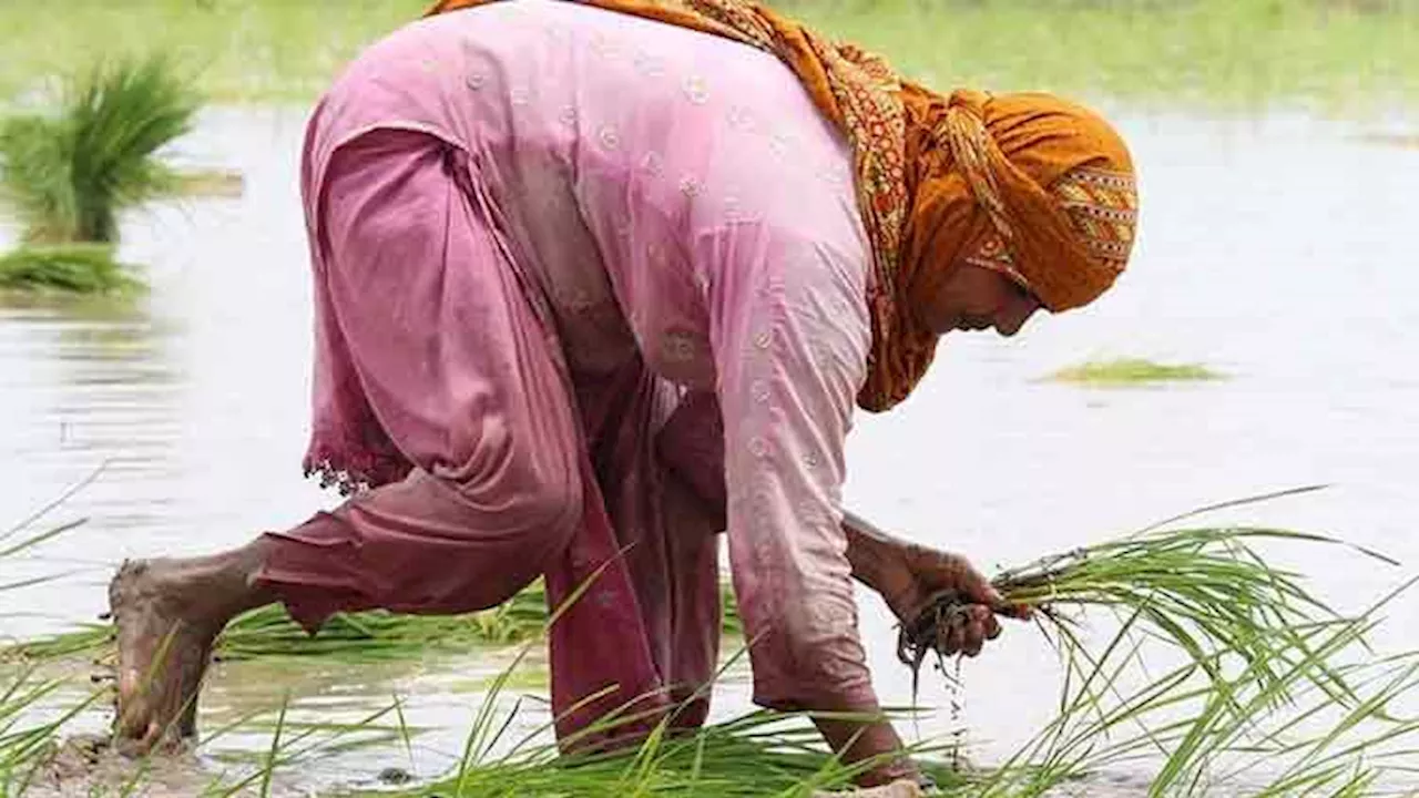 Female Agricultural Workers Lack Access to Basic Health Services