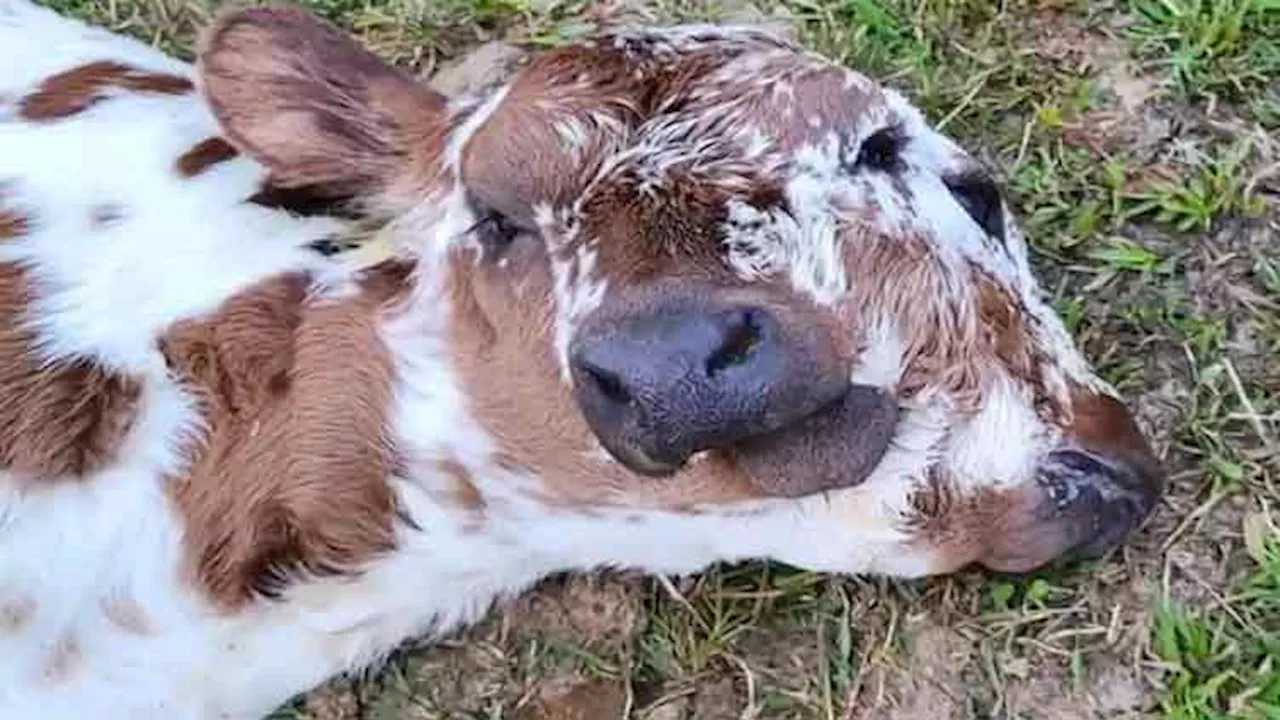 Rare two-faced calf born last month at a Louisiana farm is flourishing despite the odds