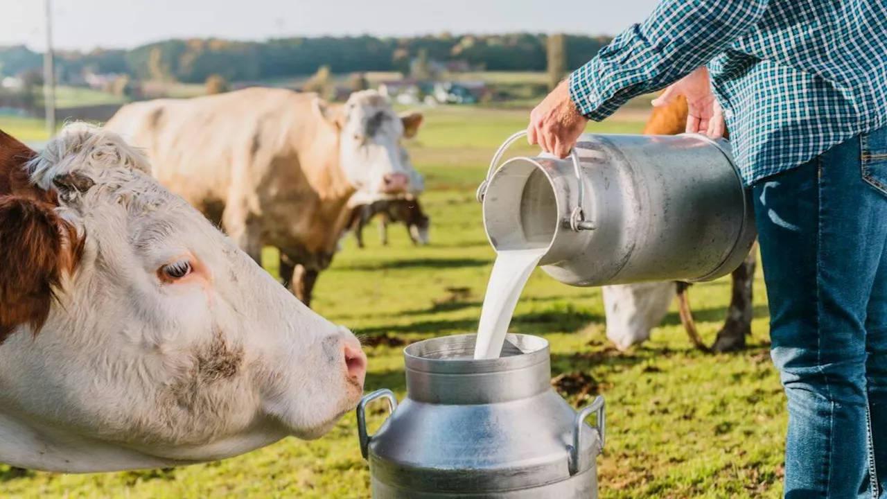 Fedegán advierte crisis entre los productores de leche en el país: ¿qué pasa?