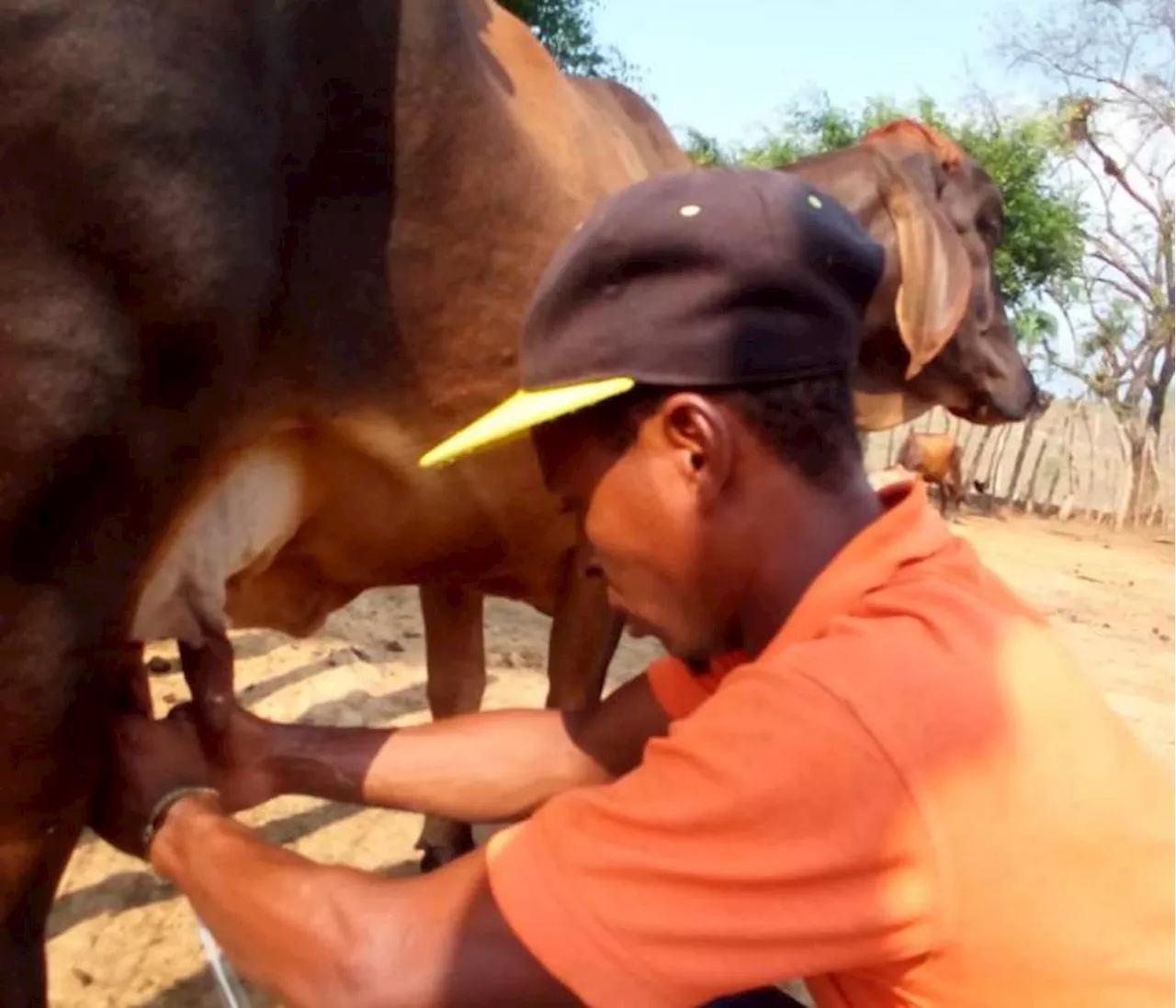 Fedegán lanza alertas por la producción de leche en Colombia