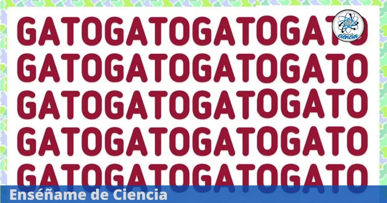 Acertijo visual muy FÁCIL para PRINCIPIANTES: Encuentra el número “6470” entre las palabras “GATO”, test VIRAL del MOMENTO