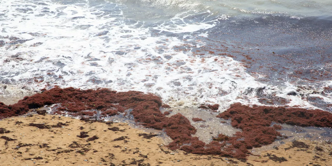 Grandes marées d'équinoxe : les habitants de Vendée, encore marqués par la tempête Xynthia, inquiets