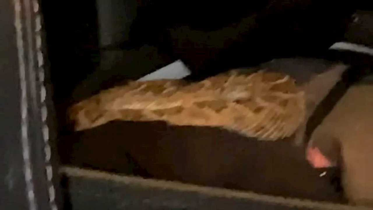 Arizona couple finds rattlesnake the backseat of the car