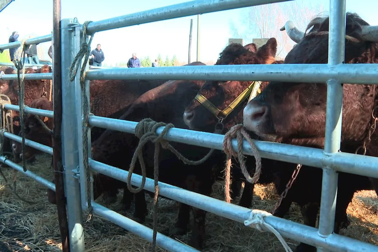 Records battus dans le Cantal, pour la traditionnelle vente aux enchères du bœuf de Pâques