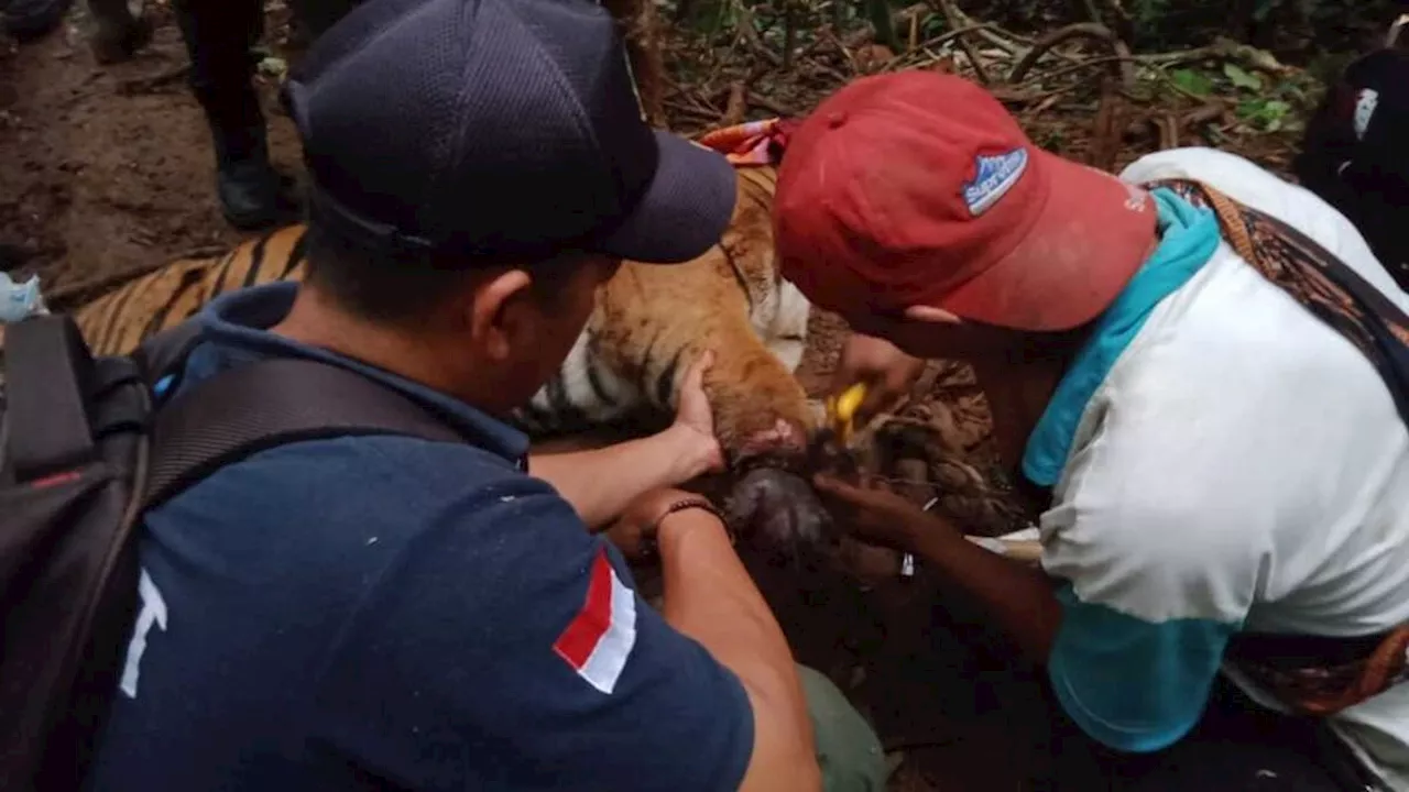 Tigers Still Roaming in Lampung, Capture Efforts Continue