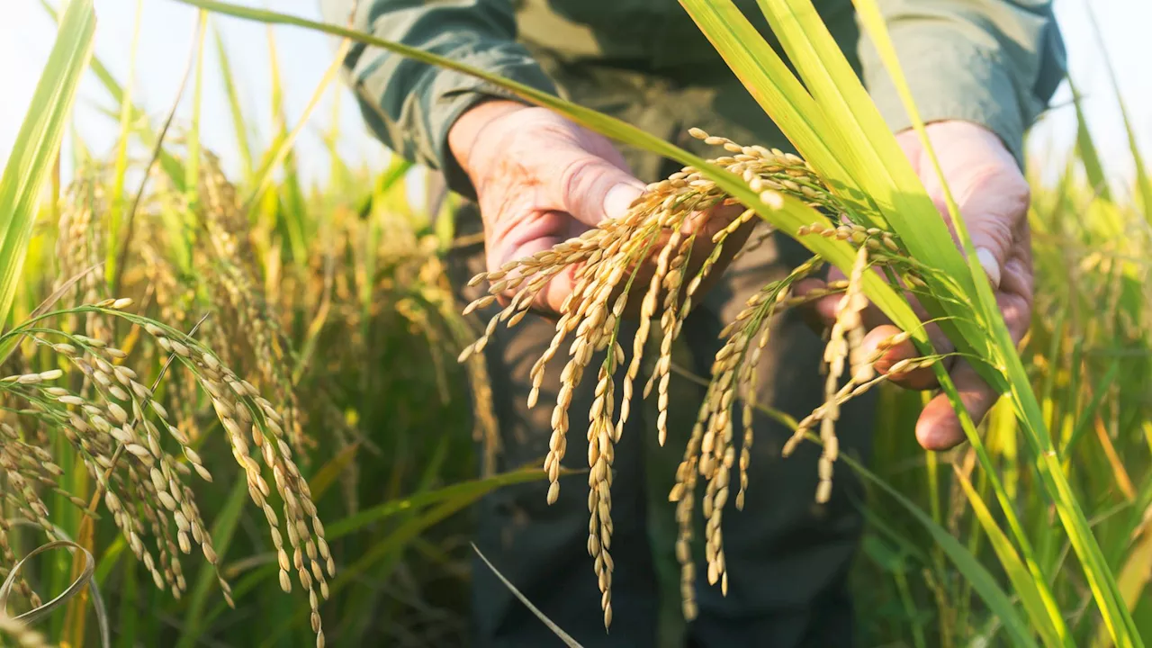 New approach turns salty soil into fertile farms in China