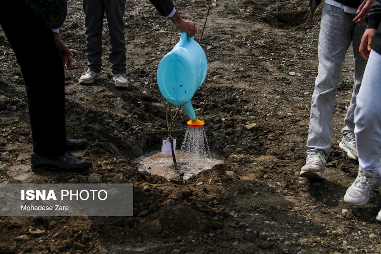 کاشت ۳۰۰۰ اصله نهال بومی در شهرستان سرچهان