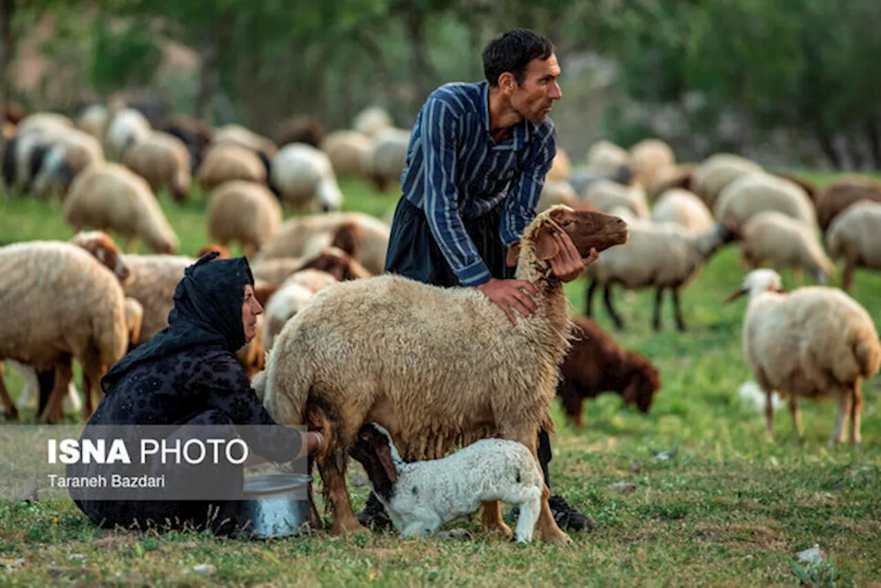 ۳۵ درصد صنایع‌ دستی بروجرد توسط عشایر تولید می‌شود