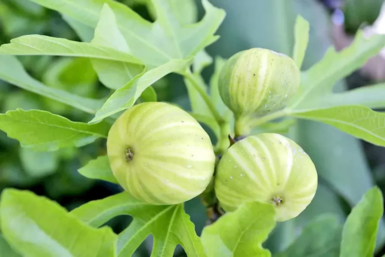 Khasiat Luar Biasa Buah Tin yang Bisa Meningkatkan Kemampuan Belajar dan Mengingat