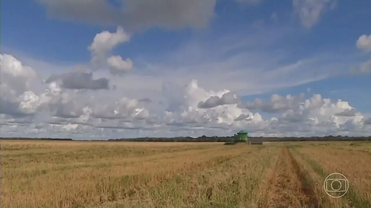 Disparada no preço internacional do arroz vira oportunidade para agricultores brasileiros