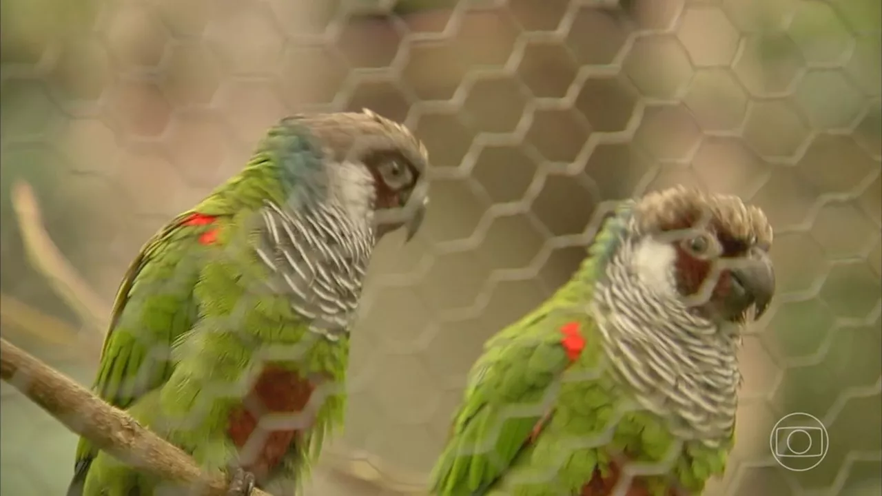 ONG no Ceará recebe herdeiros de aves que se livraram do tráfico de animais