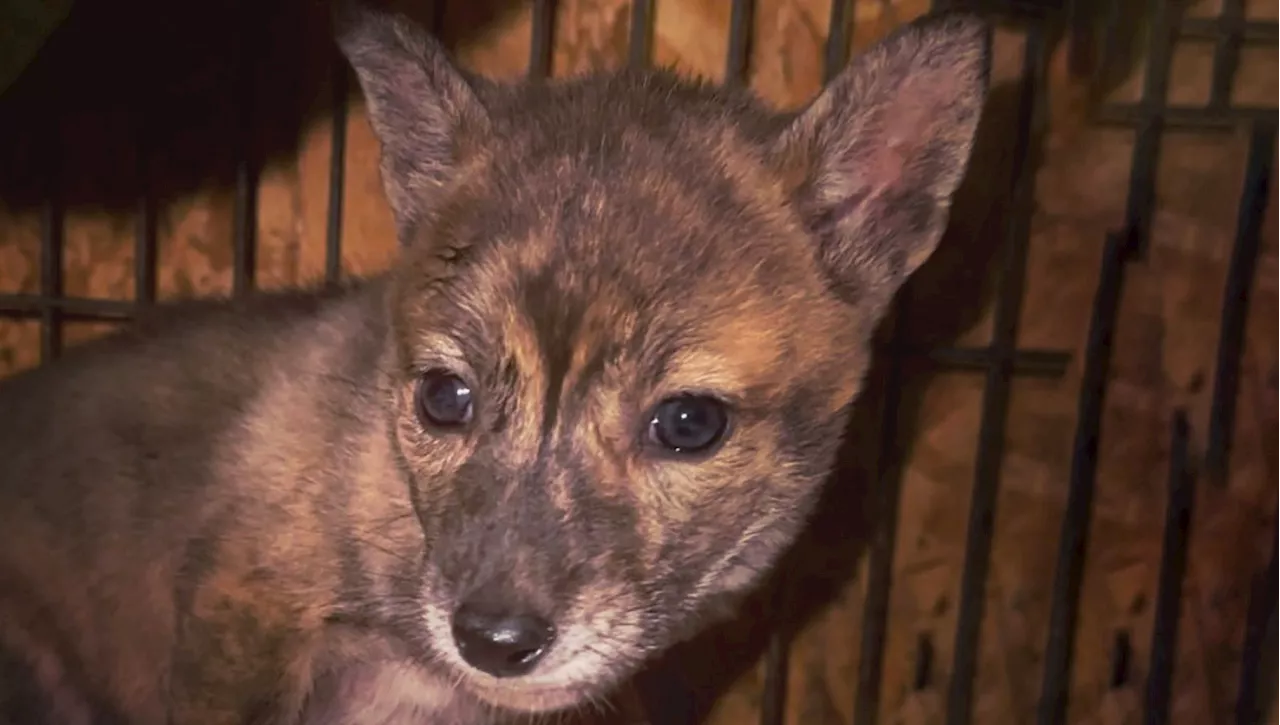 Il cucciolo 'misterioso' trovato da solo sotto la pioggia lascia tutti senza parole