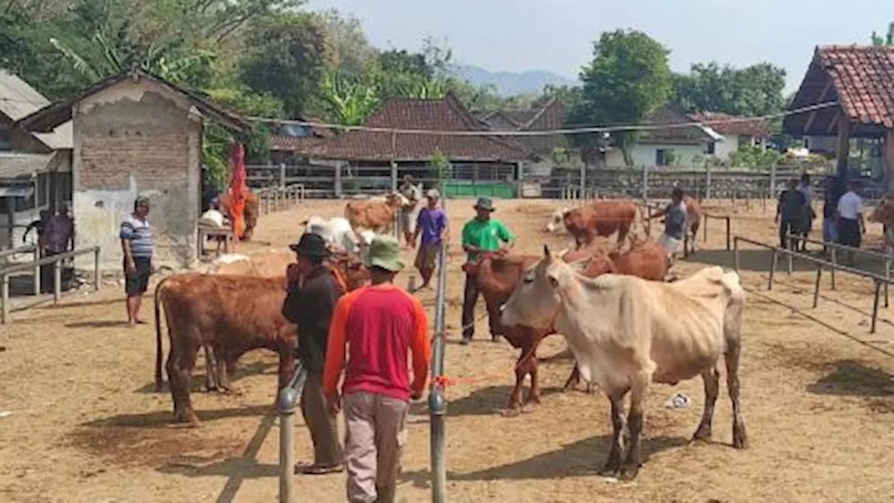 Antraks Kembali Muncul di Gunungkidul Jangan Potong Hewan yang Sakit