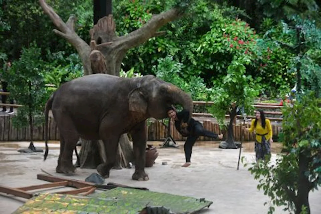 Atraksi Gajah di Taman Safari Indonesia