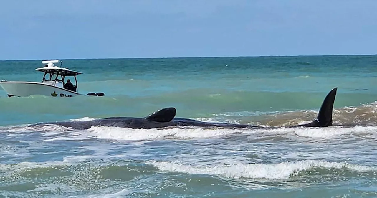 Race against time after 70ft sperm whale gets stranded on sandbar