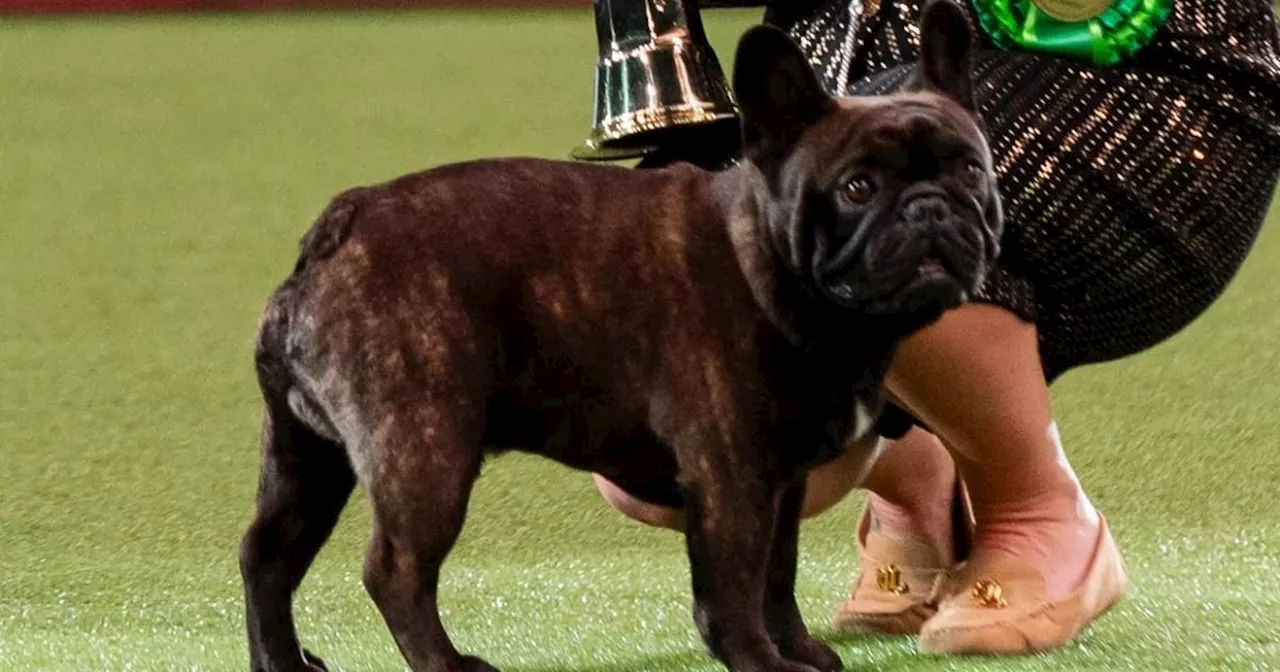 Bulldog breeders hit back at RSPCA 'attacking them' over dog's Crufts success