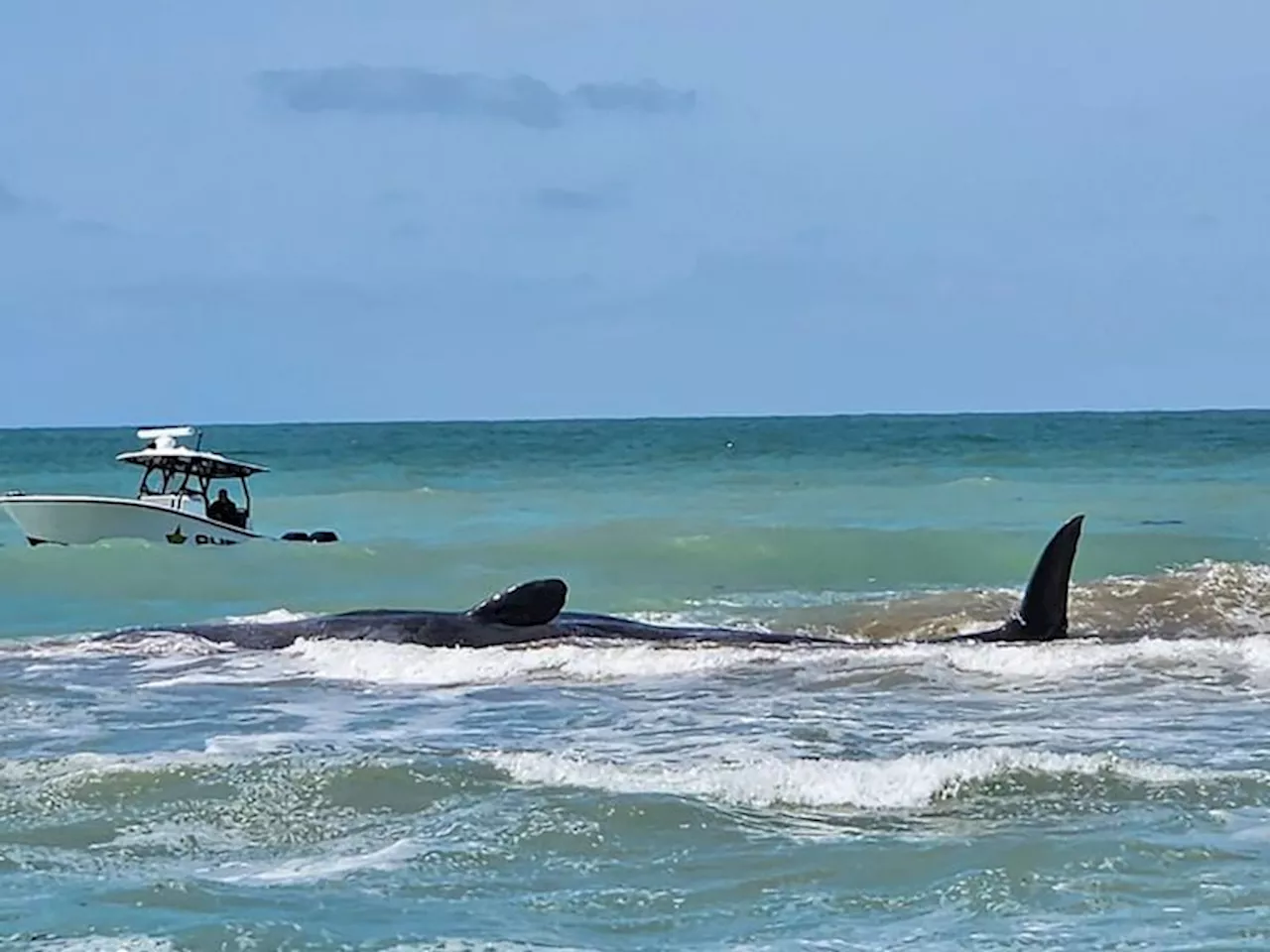 Rund 20 Meter langer Pottwal vor Floridas Küste gestrandet