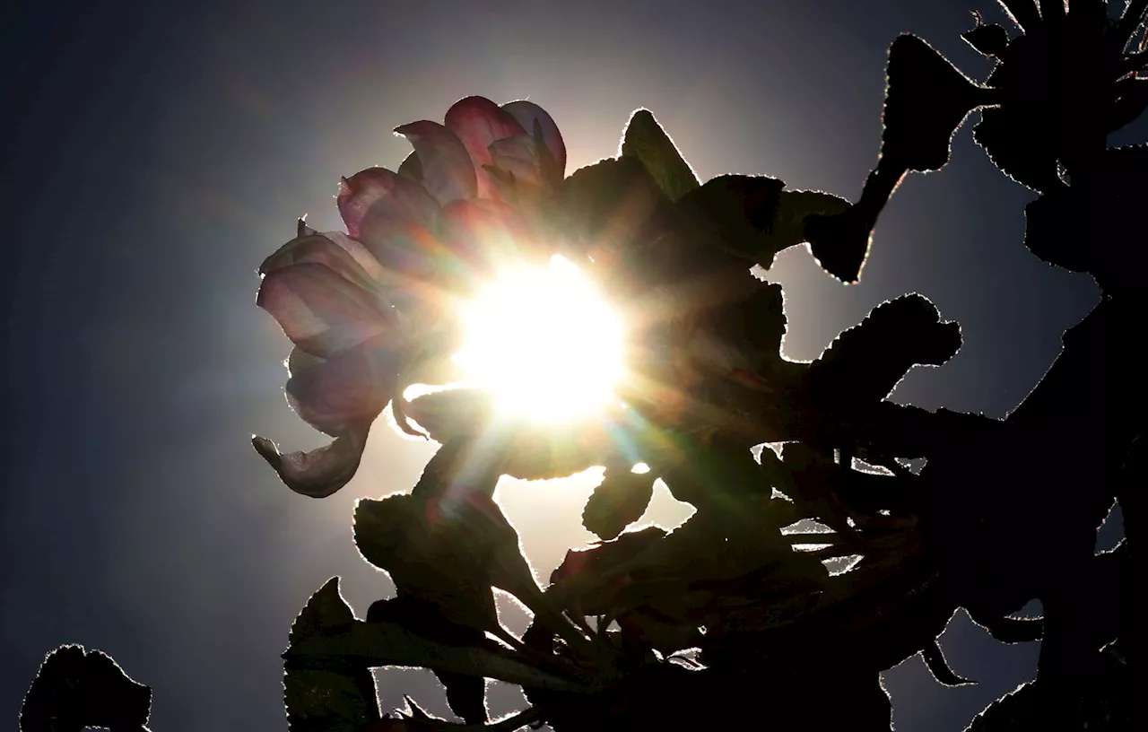 Warum milde Temperaturen der Apfelernte schaden könnten