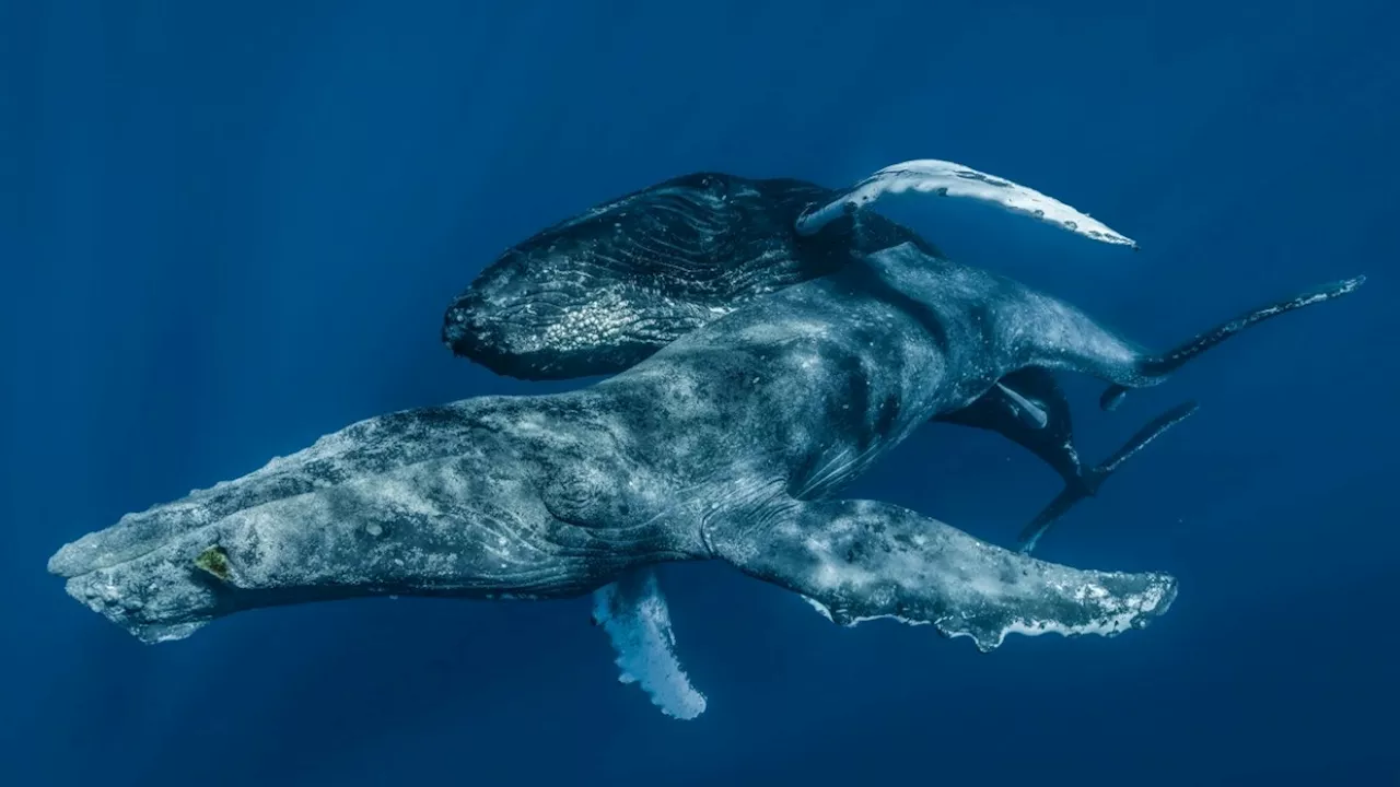 Humpback whales photographed having sex — and gay sex — for the first time