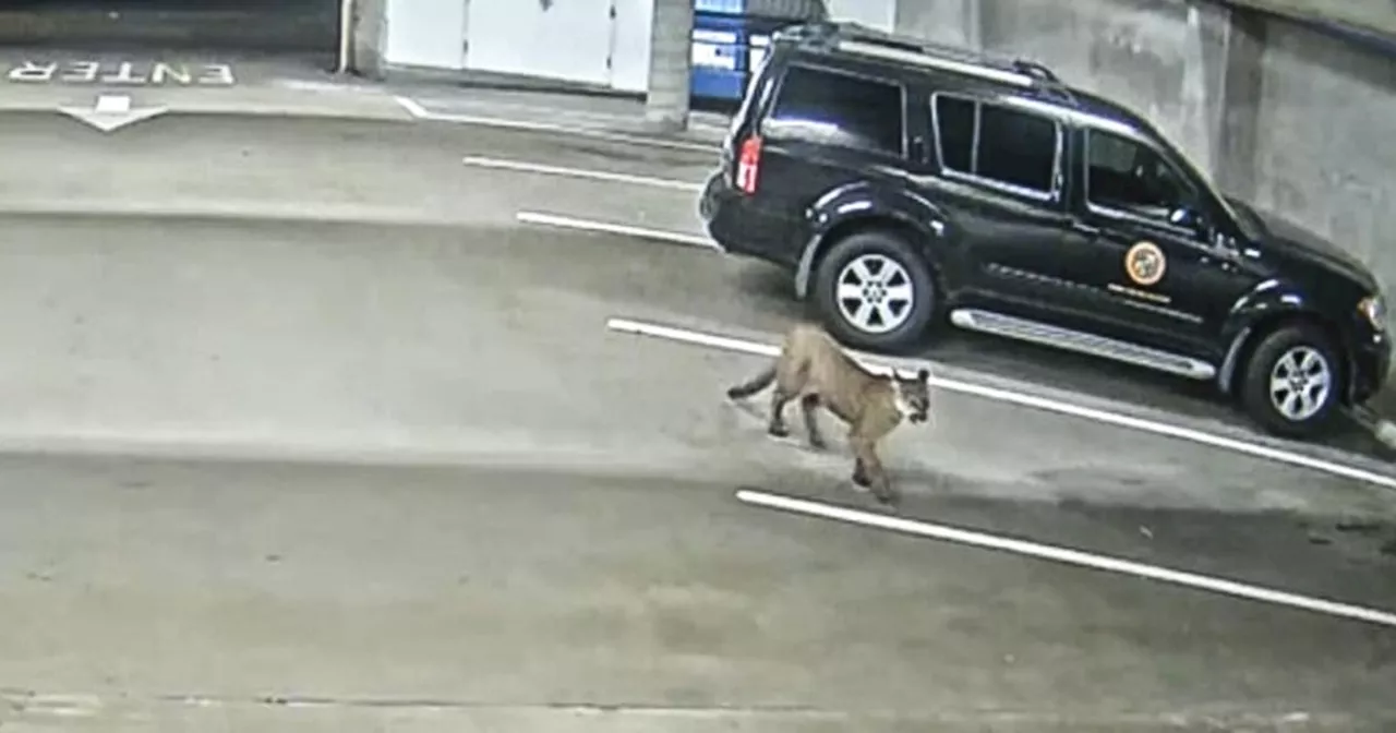 Mountain lion struck dead by vehicle days after one strolled streets of Oceanside