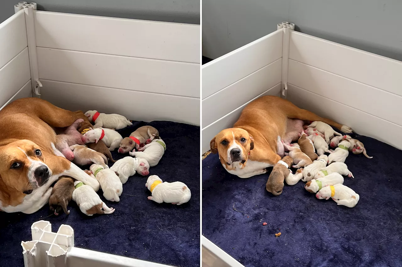 Shelter Dog So Pregnant She Couldn't Walk—Number of Puppies Explains Why