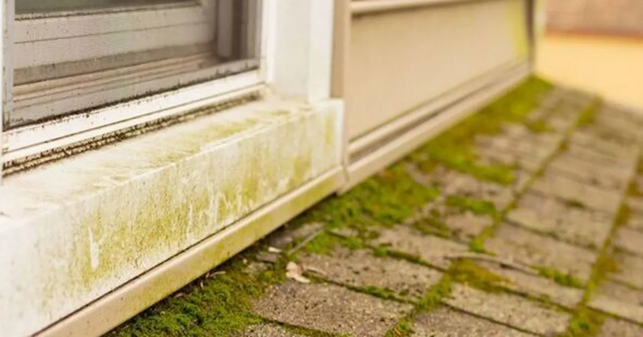 Cleaning expert shares 'miracle' way to get rid of green stuff on your patio