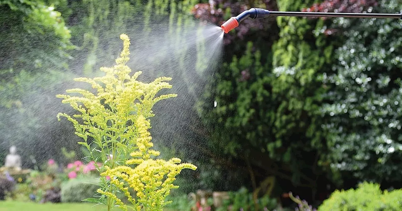 Review: Amazon £12.90 pressure sprayer is the best Spring garden gadget