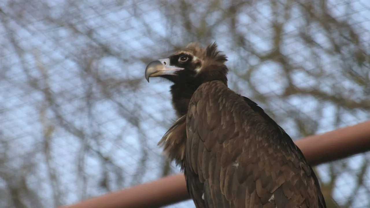 Niedersachsen & Bremen: Neue Bewohner in niedersächsische Zoos eingezogen