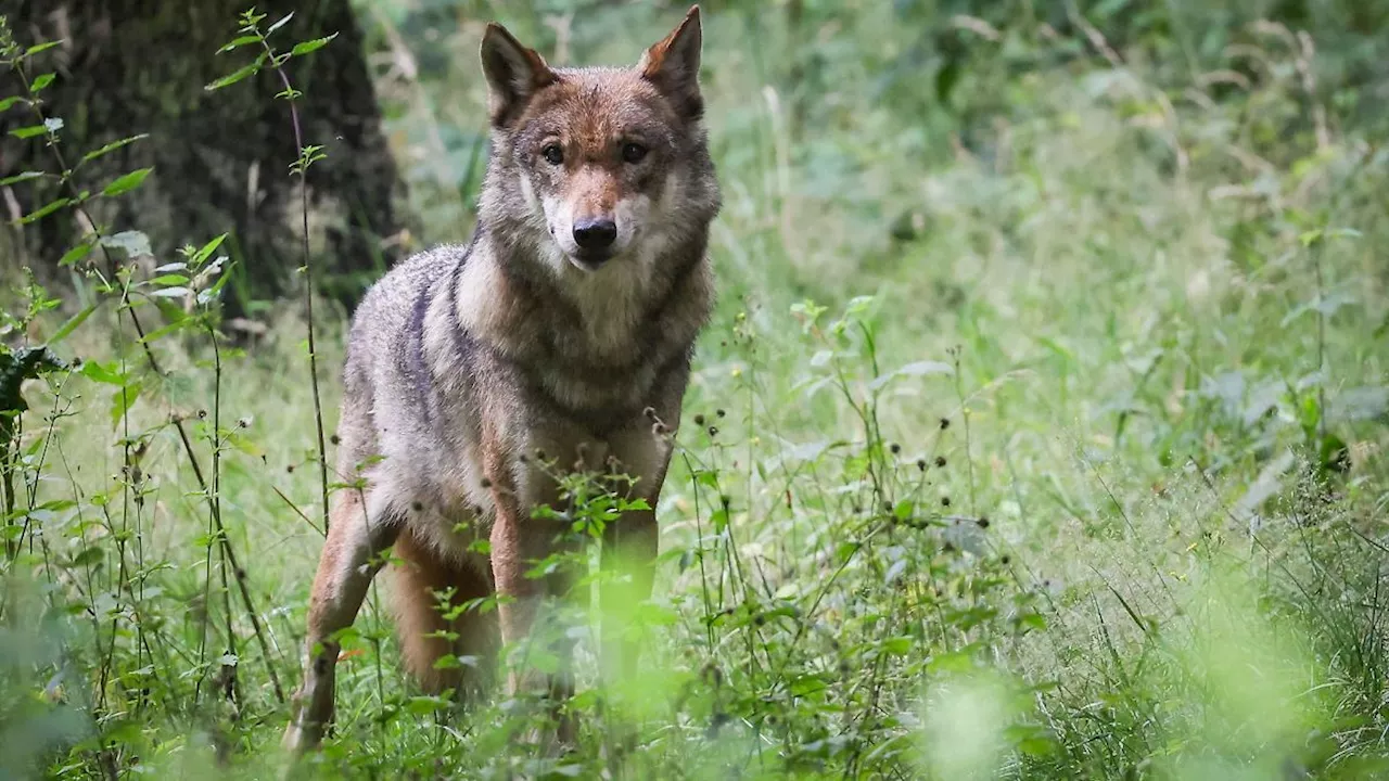 Sachsen: Wolf im Landkreis Bautzen überfahren und getötet