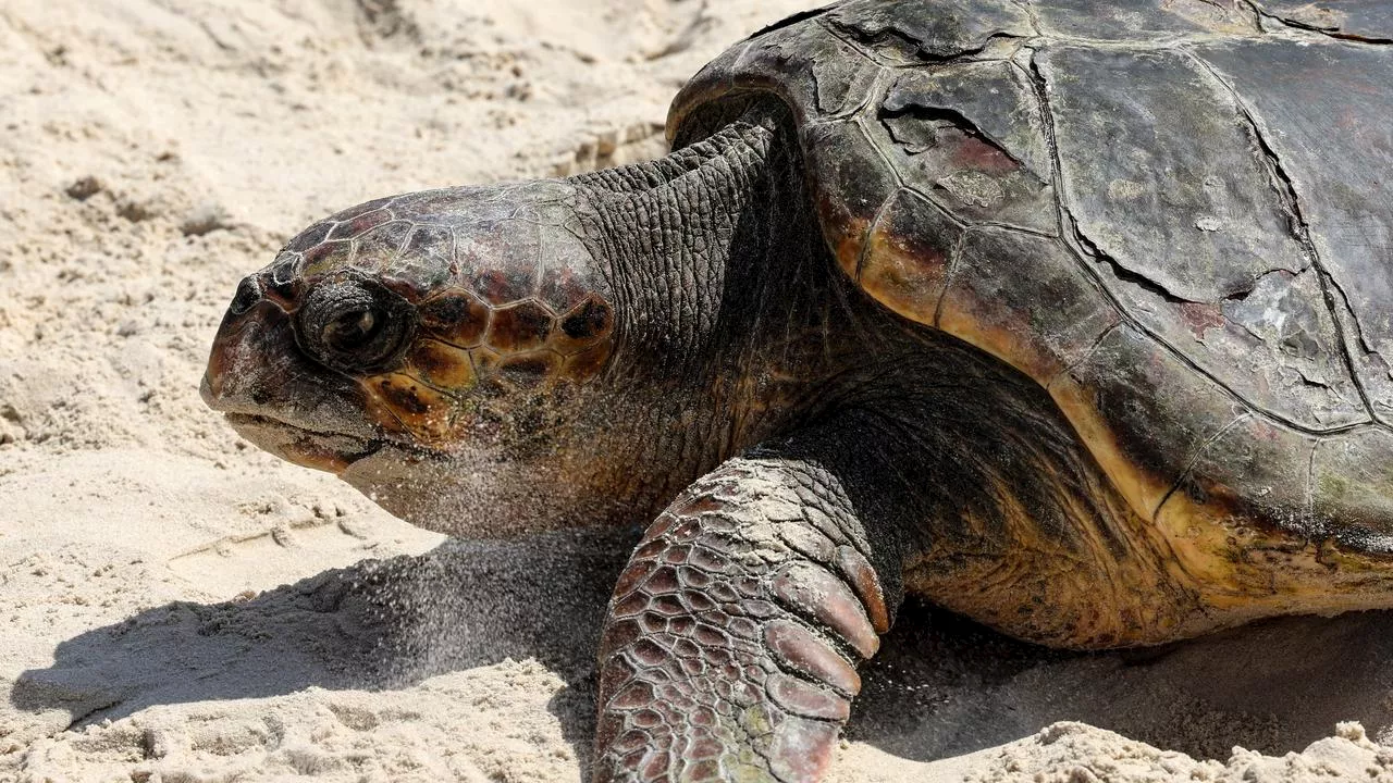 Acht kinderen en volwassene overleden na eten zeeschildpad op Zanzibar