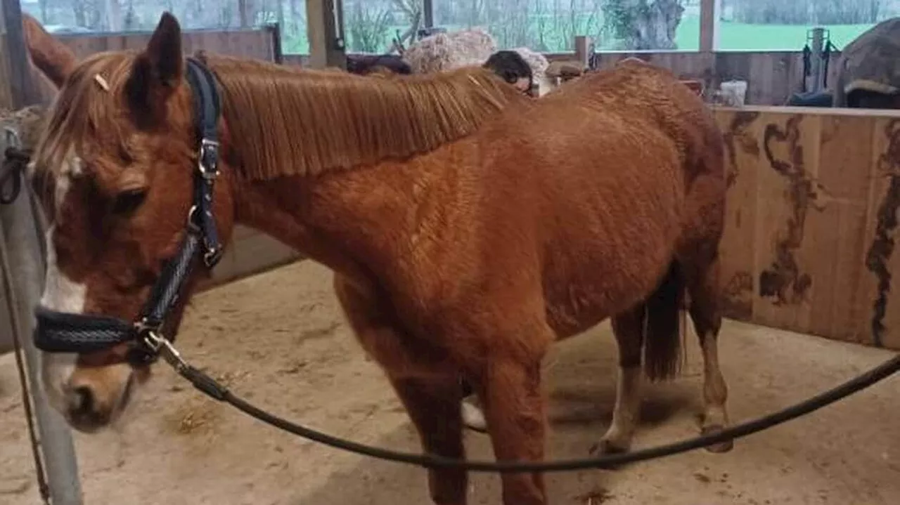 Il menace un client au fusil à pompe dans un élevage de chevaux près de Nantes