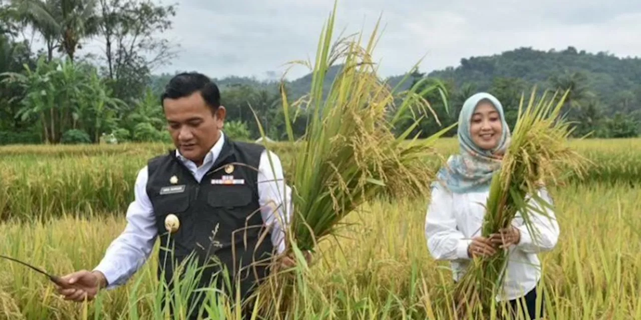 Pj Bupati Majalengka Optimis Panen Raya Mampu Tekan Inflasi Beras