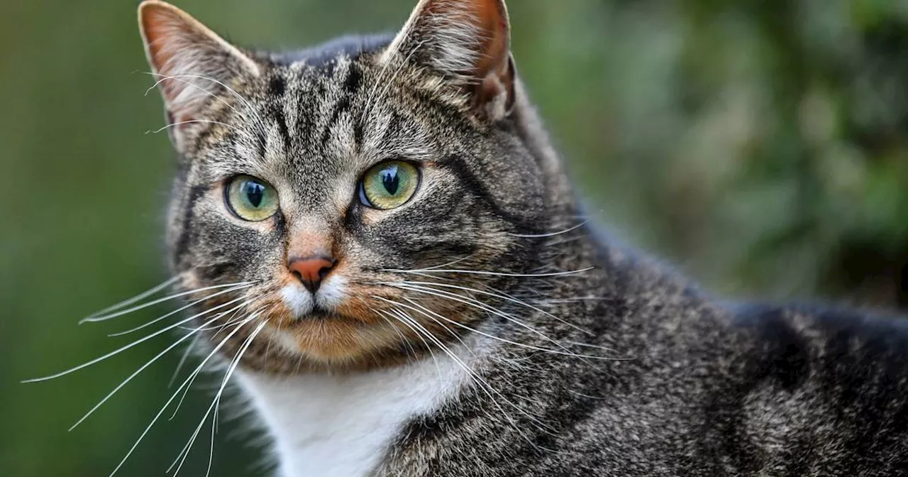 Hagen: Mit Katze auf dem Schoß in Blitzer geraten​