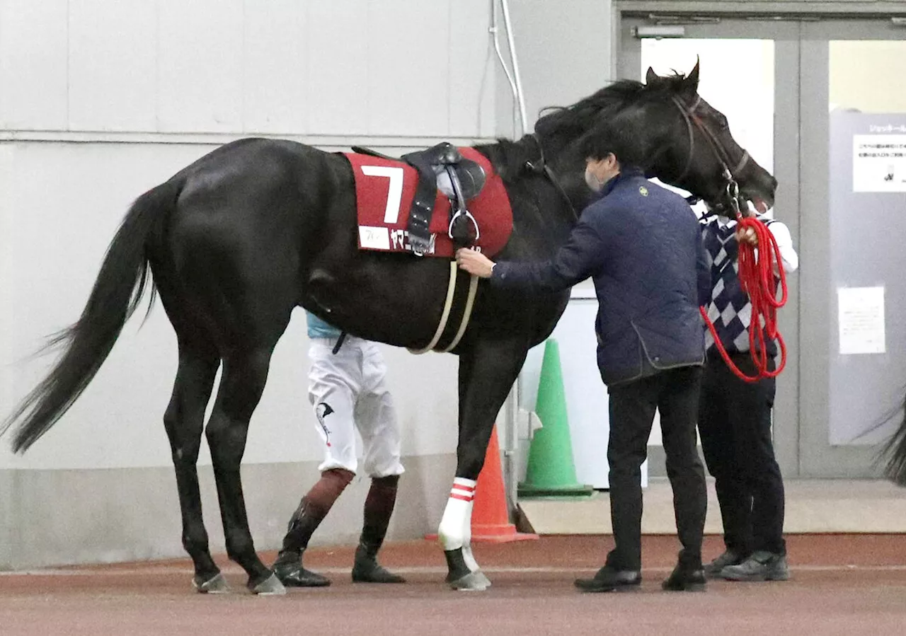 【金鯱賞】重賞連勝狙った中京巧者ヤマニンサルバムは早々に失速し１０着 三浦皇成騎手「走りが崩れた」