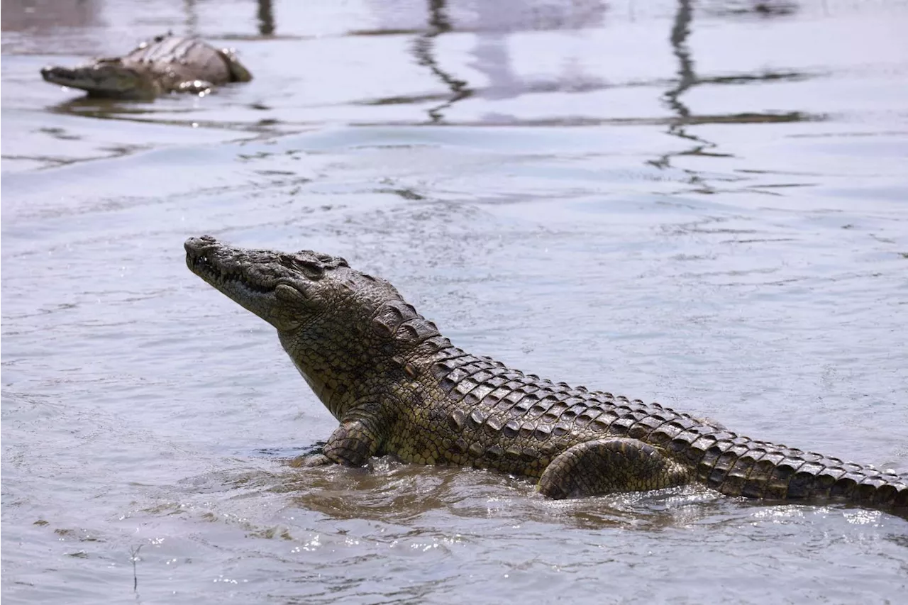 Body of missing man believed to be attacked by crocodile recovered in Tawau