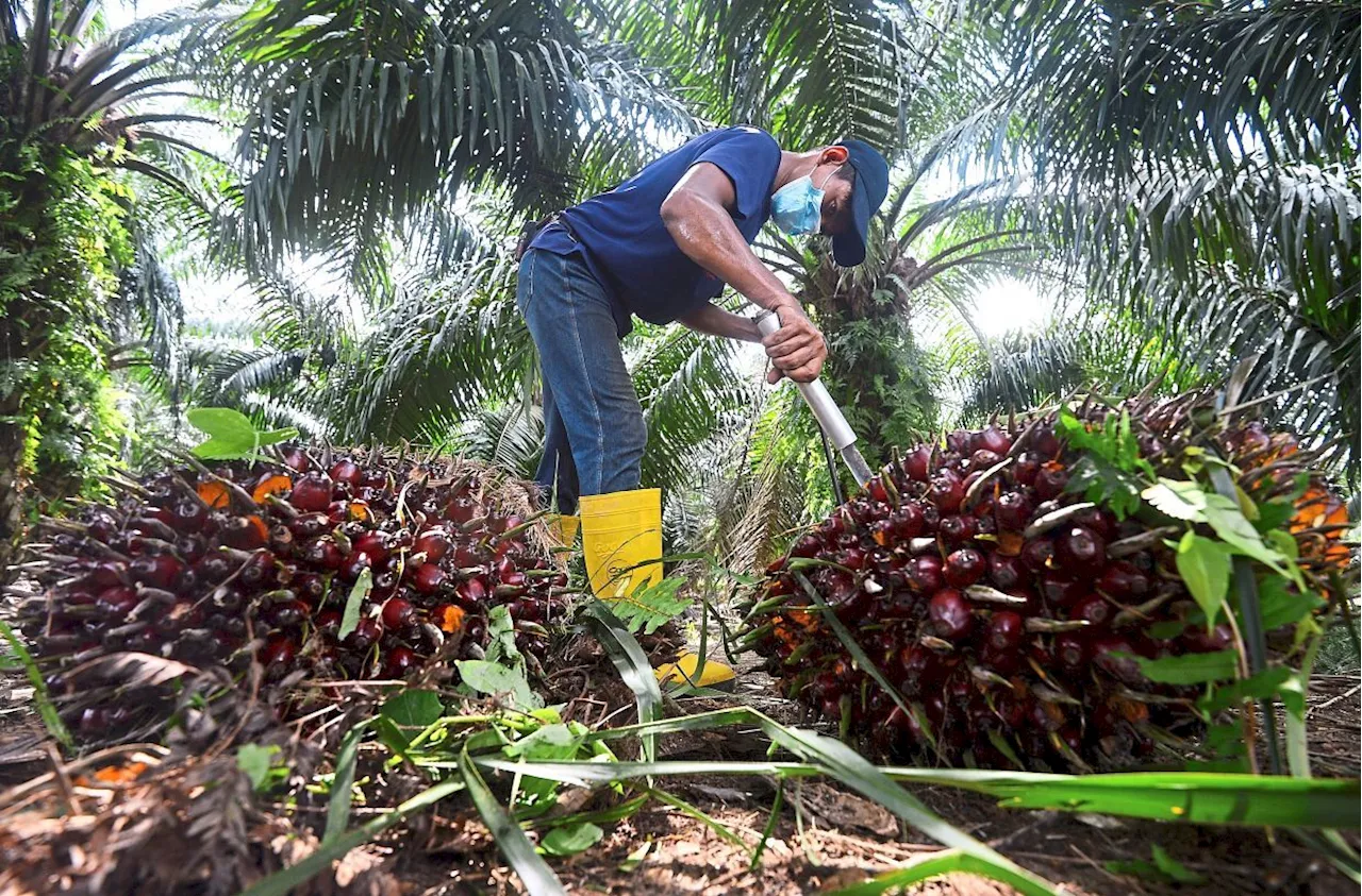 CPO price forecast to hit RM4,000 this year