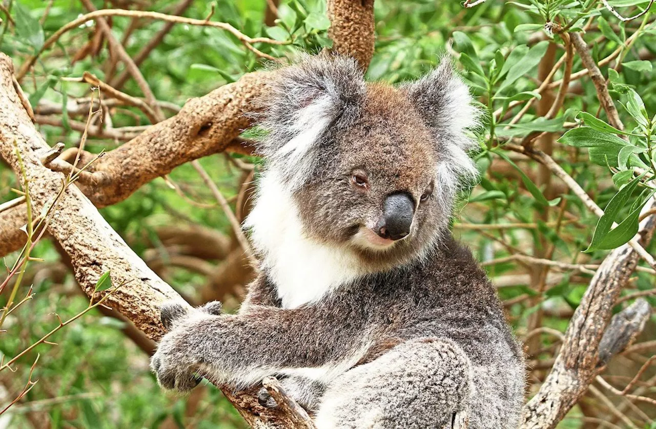 Exploring the Great Blue Mountains, Sydney's nature playground