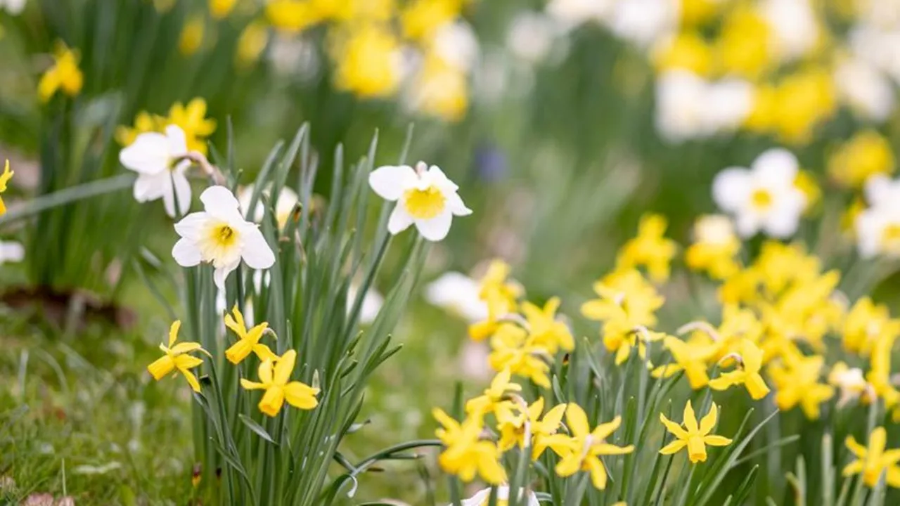 Wetter: Sonntag bringt milde Temperaturen und Sonnenschein