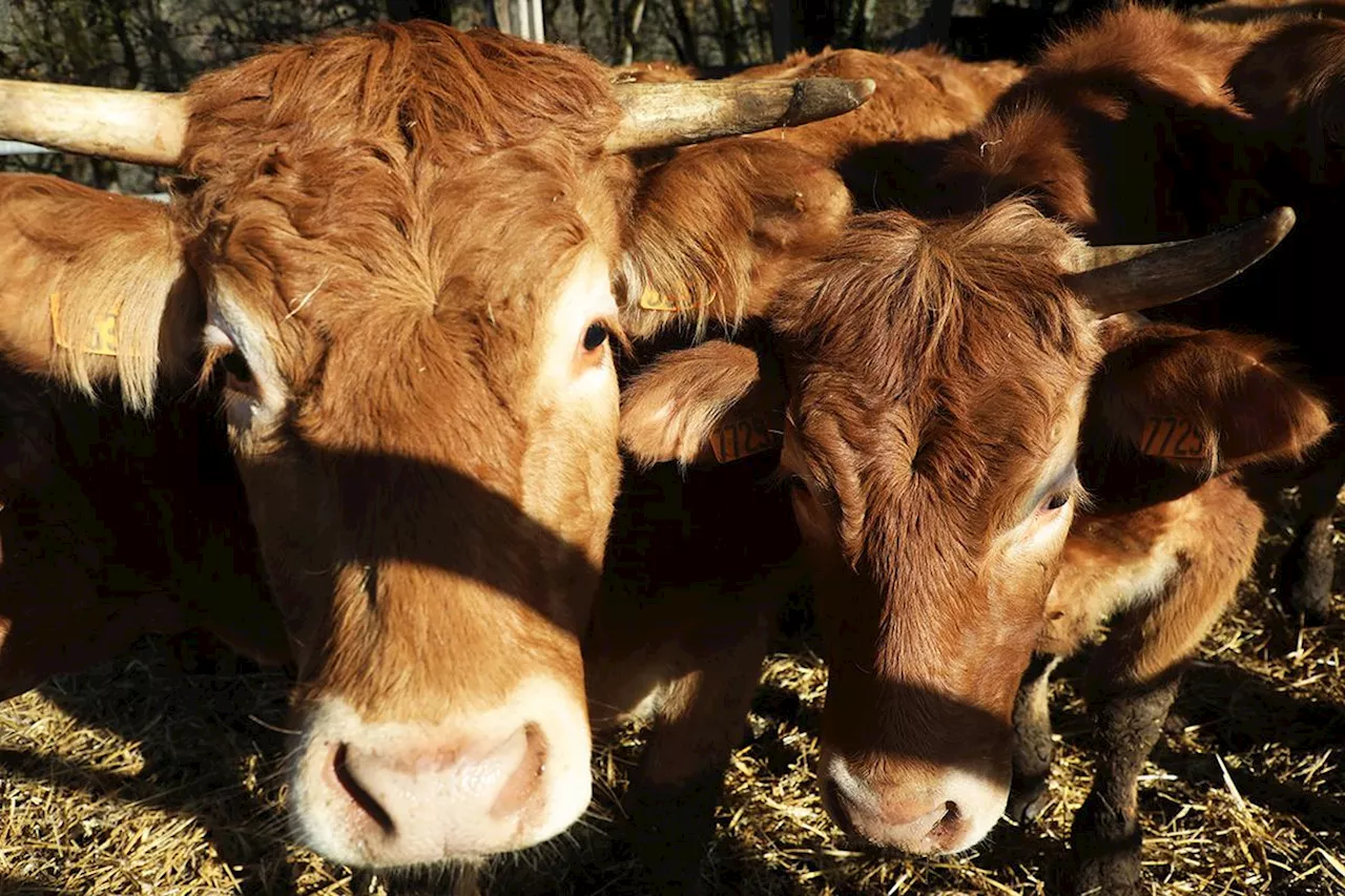 Études en Charente et Charente-Maritime : Vous rêver de devenir chef d’exploitation agricole ?