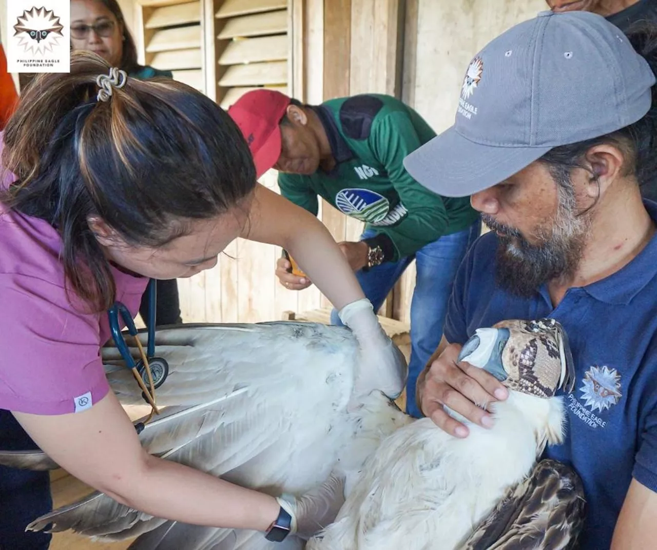 Agila nga 'Kalatungan' luwas na