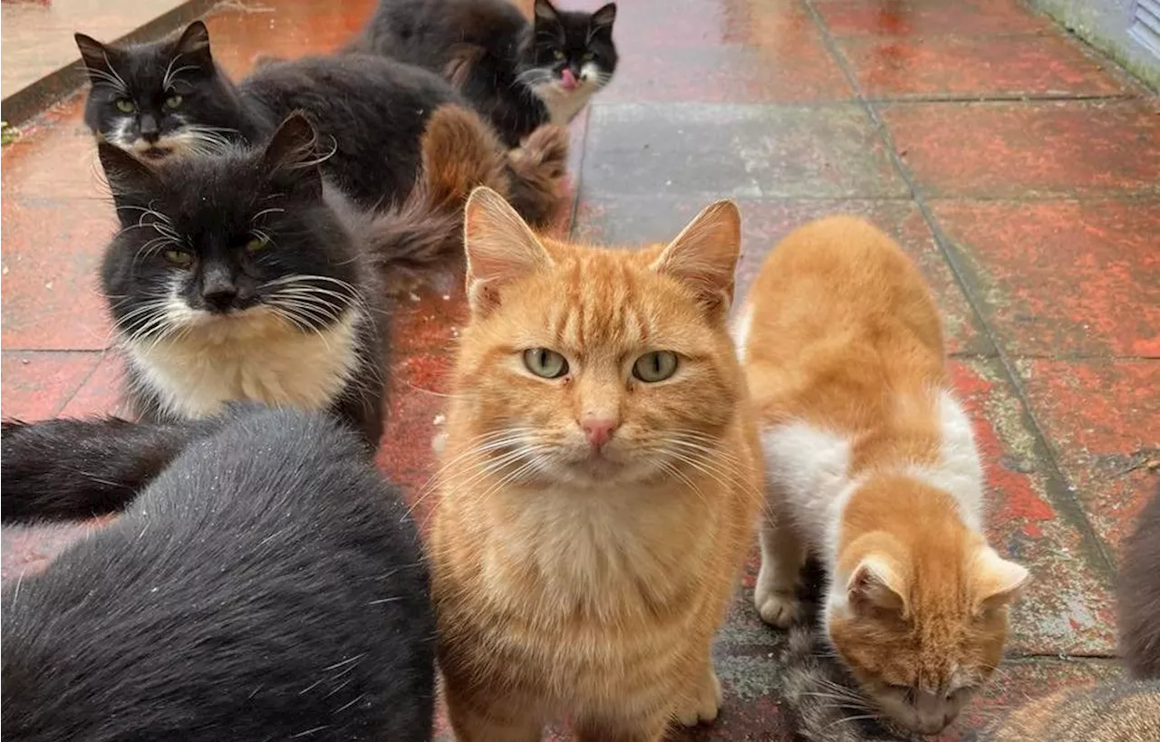 Remote Scottish island overrun by feral cats sparks fears for wildlife