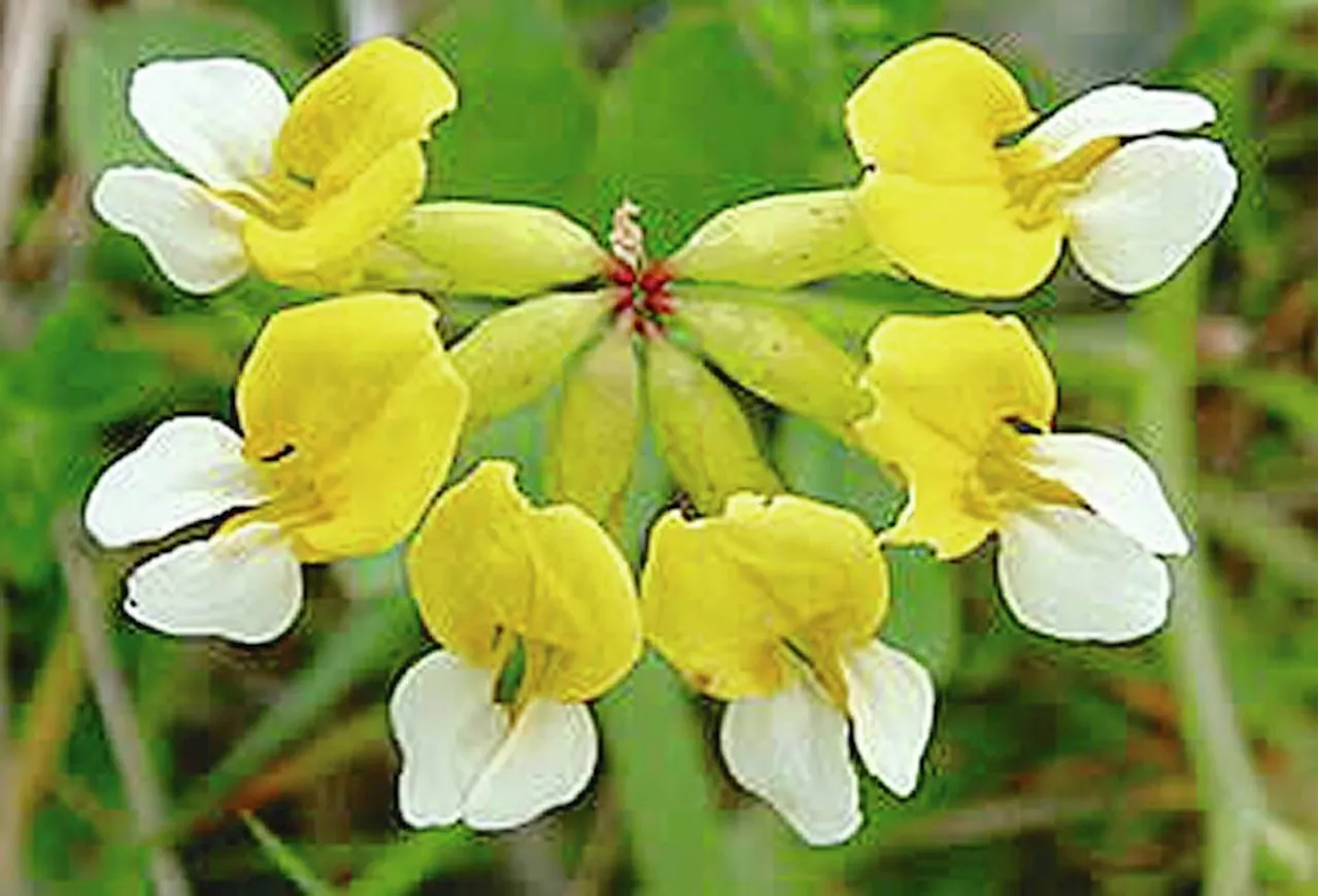 Nanaimo calls on provincial and federal governments to help protect rare plant